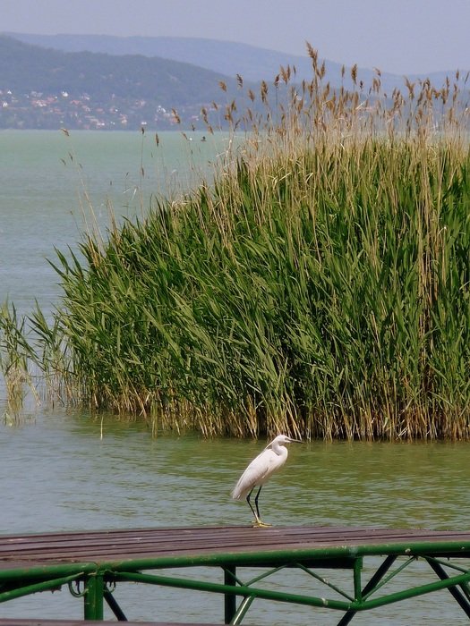 Lake Balaton Bird