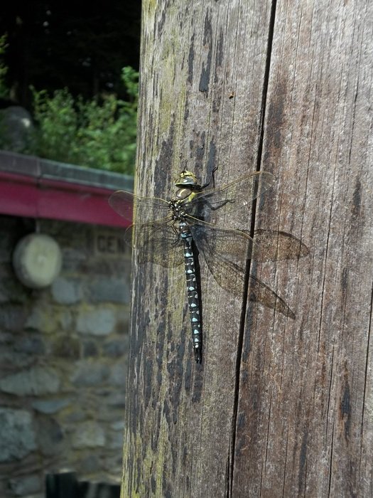 dragonfly near a tree