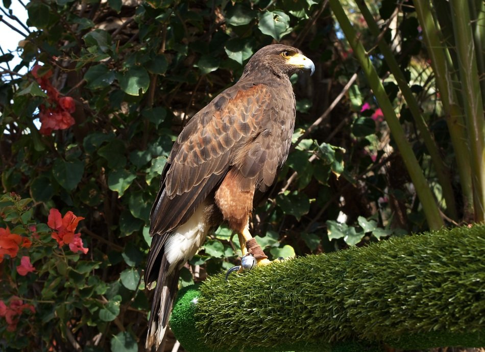 beautiful Parabuteo Unicinctus on the tree with colorful flowers background