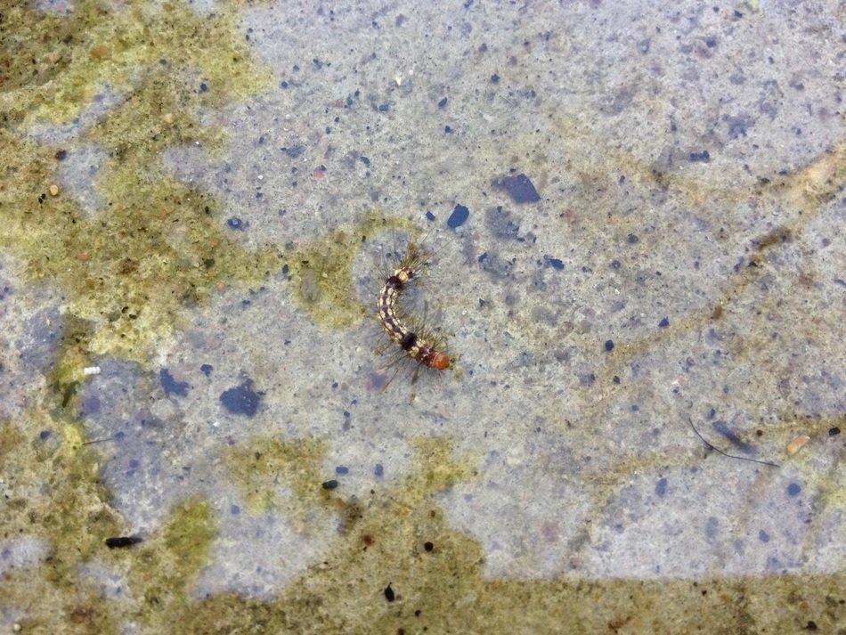 the caterpillar lies on the water