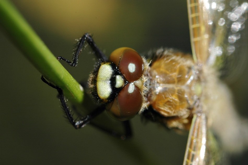 gorgeous beauty Dragonfly Macro photo