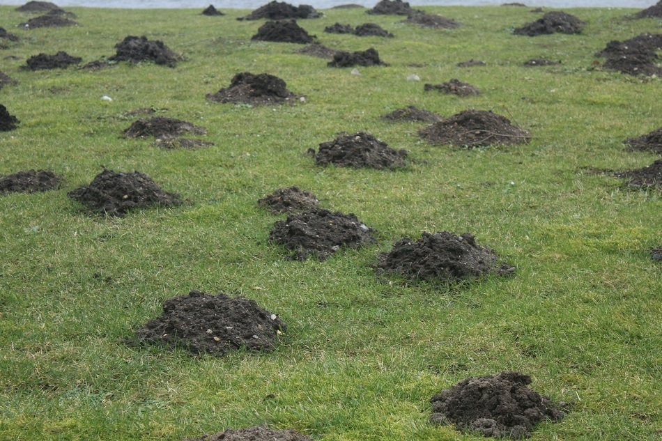 Meadow Wormholes