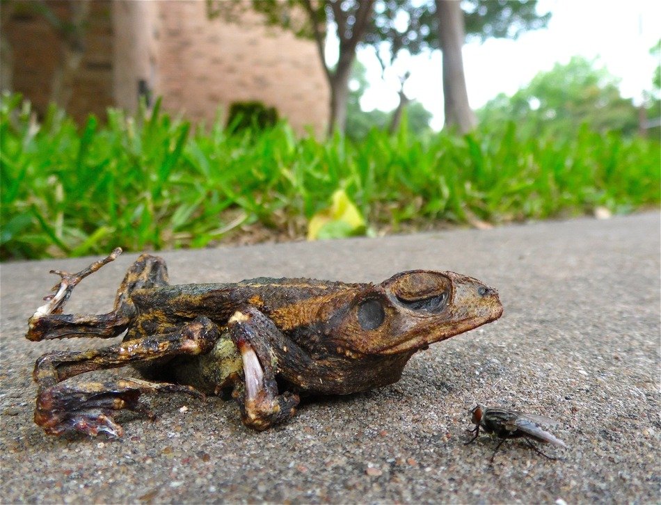 dead toad on asphalt close up
