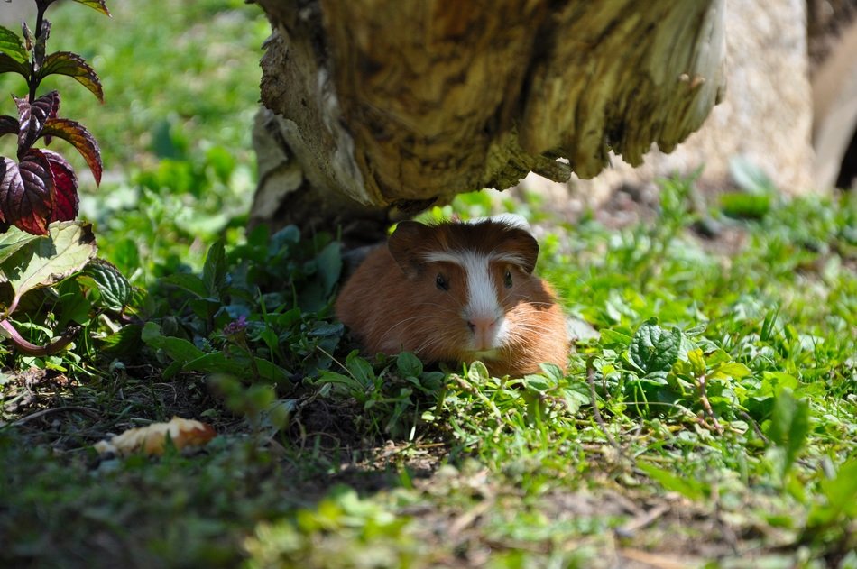 guinea pig in a hiding place