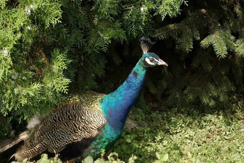 attractive Peacock Bird