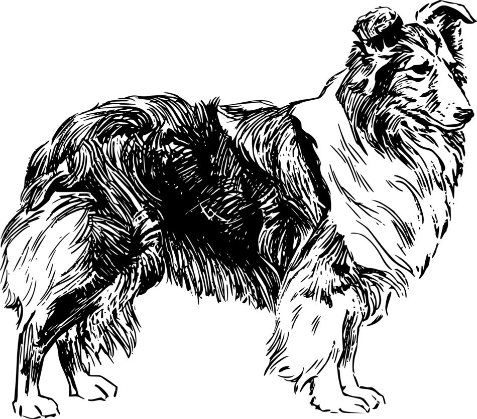 Shetland Sheepdog as a graphic image