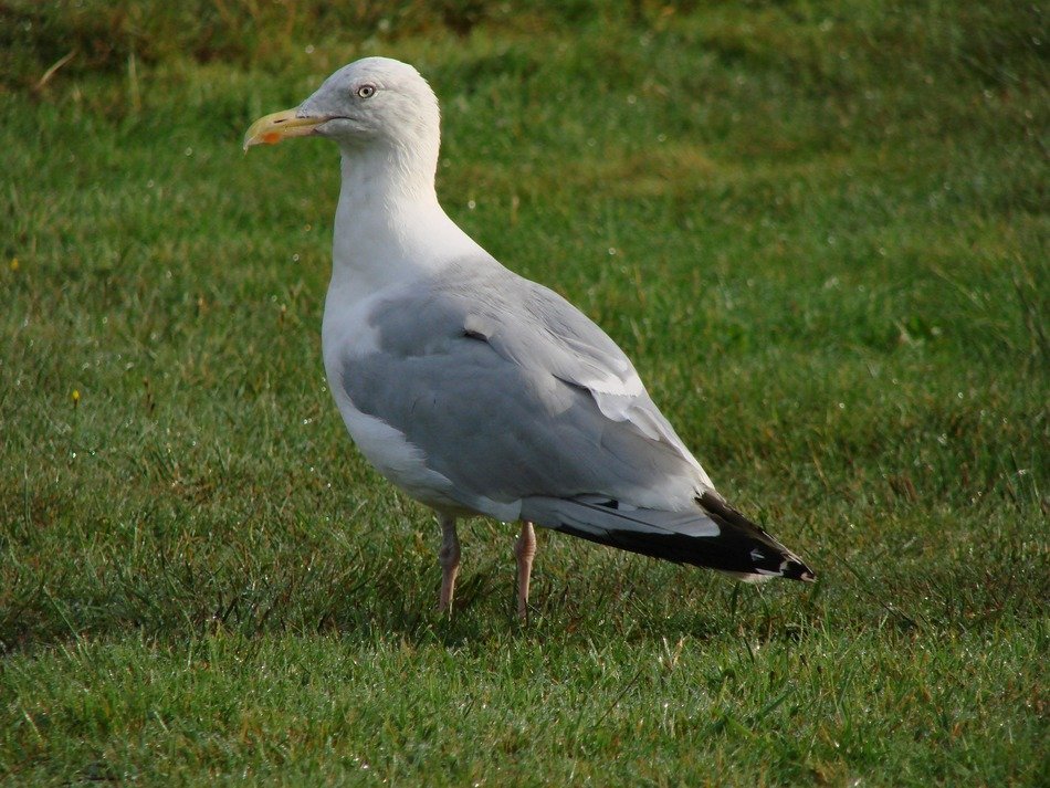 seagull on the green grass