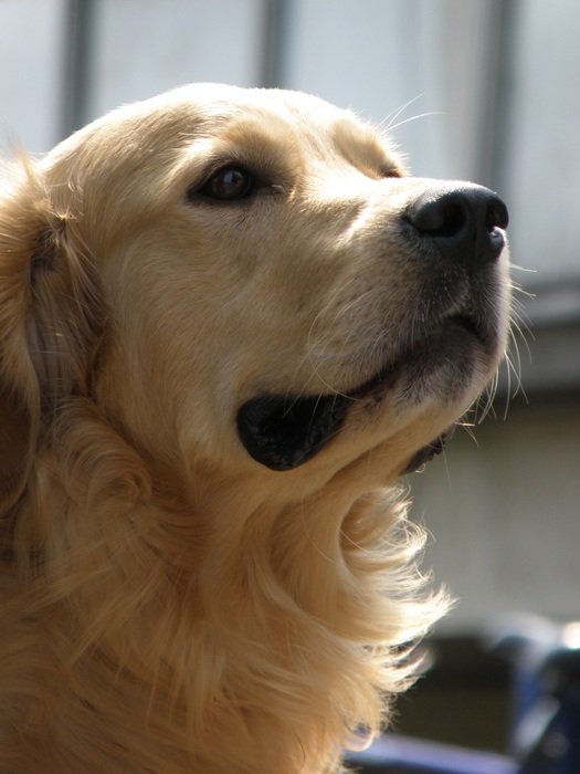 charming Golden Retriever dog