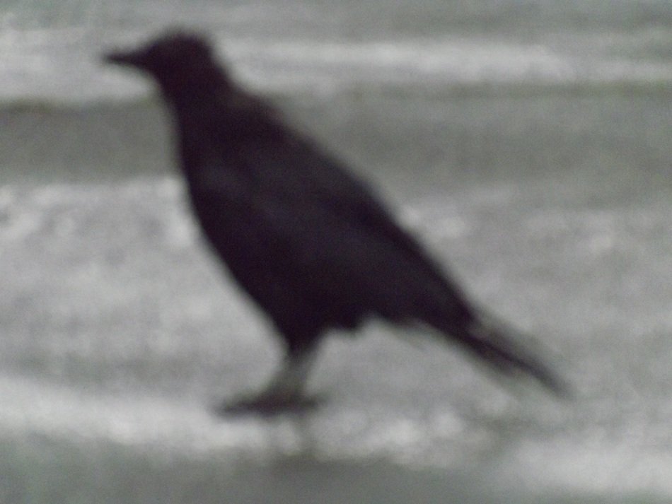 blurred photo of a crow on the street