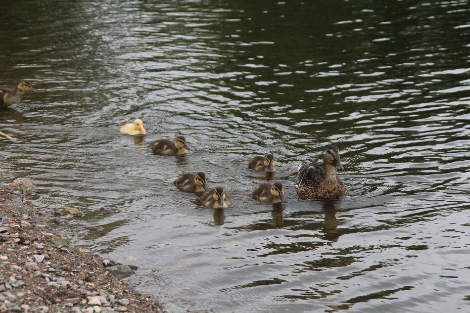 waterfowl with ducklings on the water