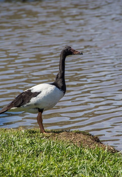 Magpie Goose on grassy coast above water