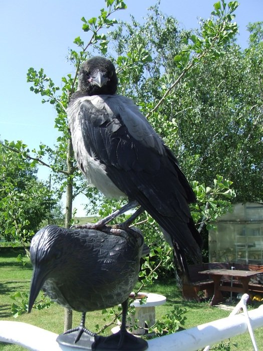 black crow in the garden