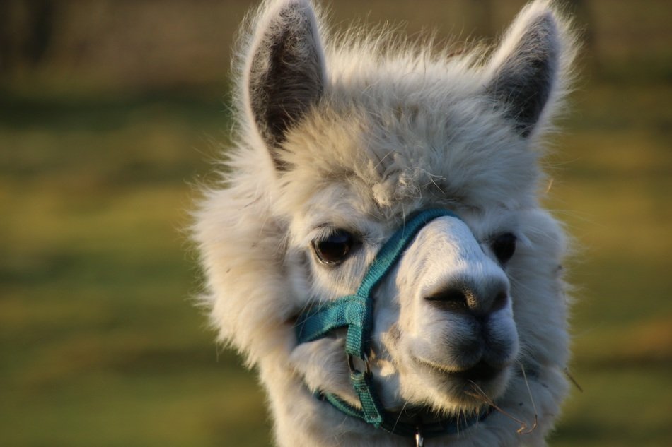 Alpaca is a homemade cloven-hoofed on a blurred background