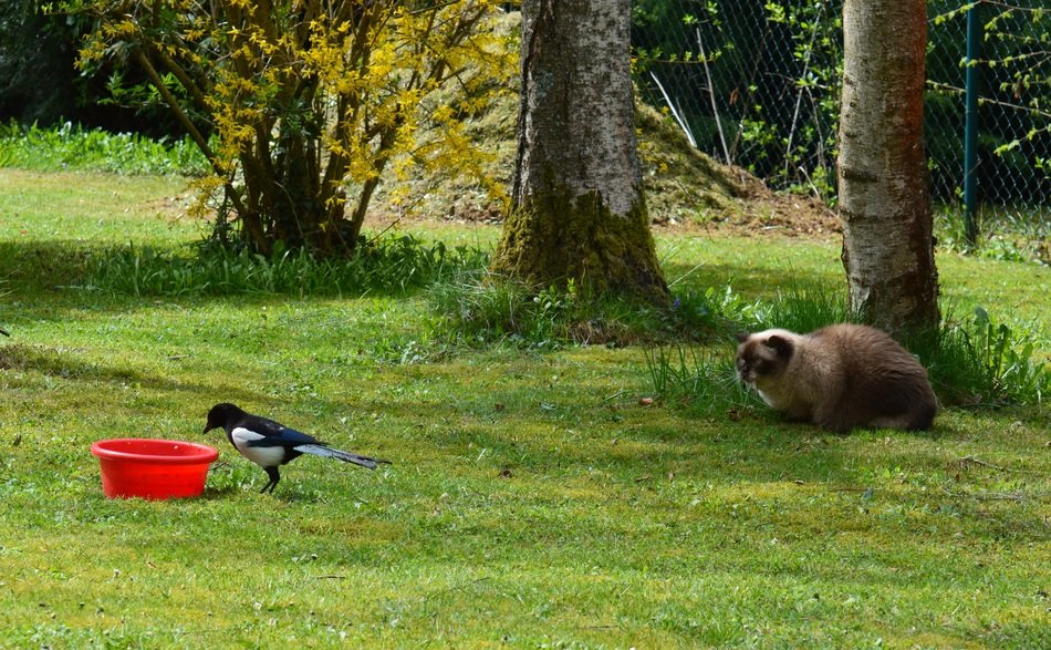 british shorthair cat hunting the magpie