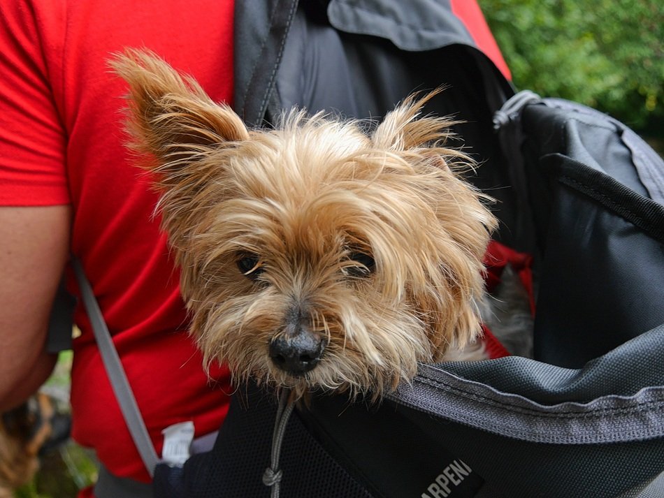 Terrier in the bag
