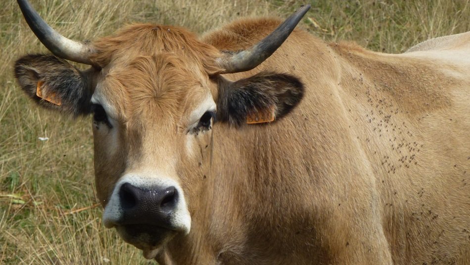 Cow Aubrac
