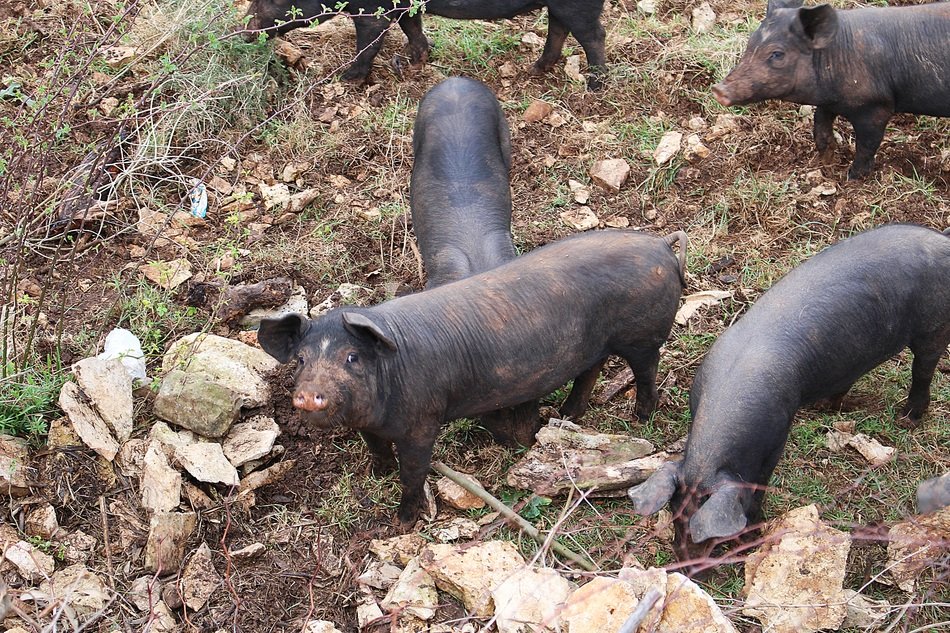 herd of black pigs on the farm