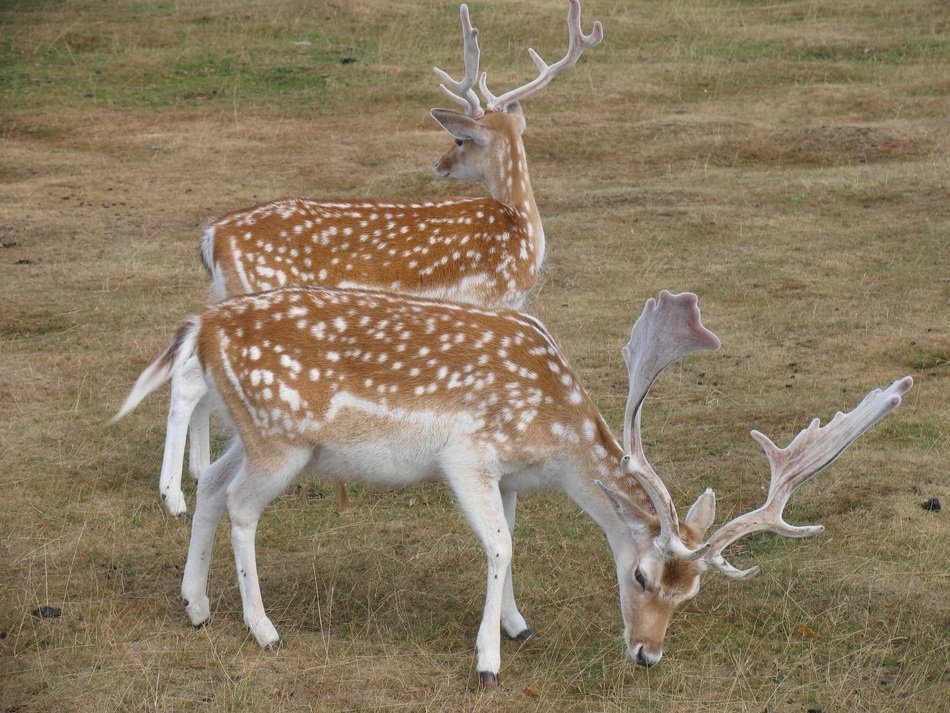 deer in the wild england