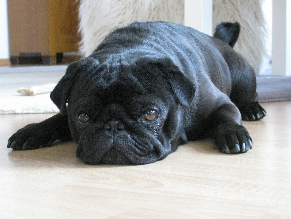 portrait of Black Pet Pug Lying