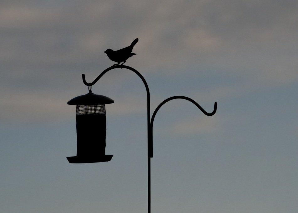 Bird perched Bird Feeder, dark Silhouette at evening sky