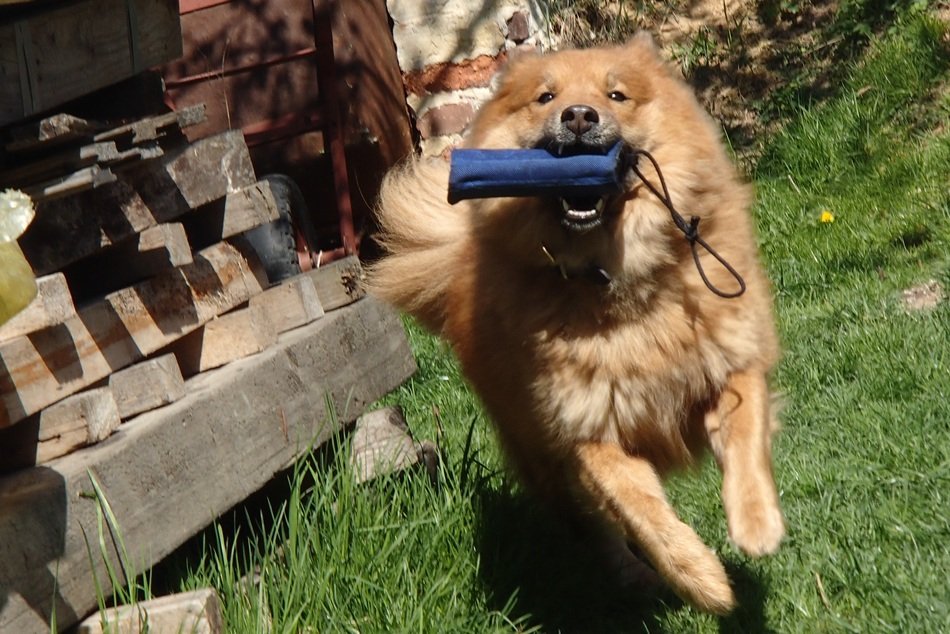dog with a blue wallet in the mouth