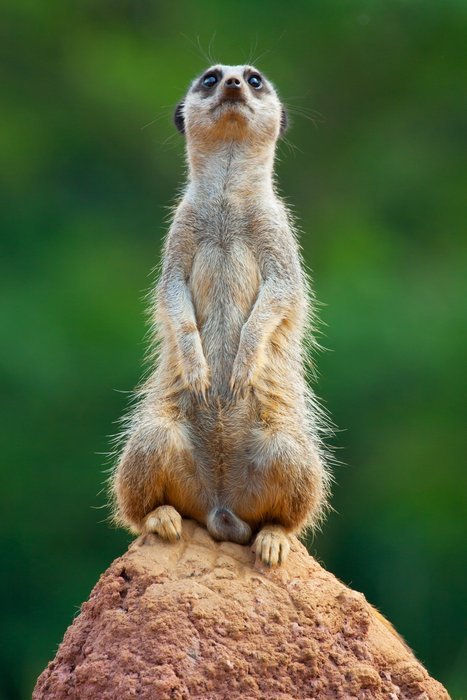 rodent waiting for danger