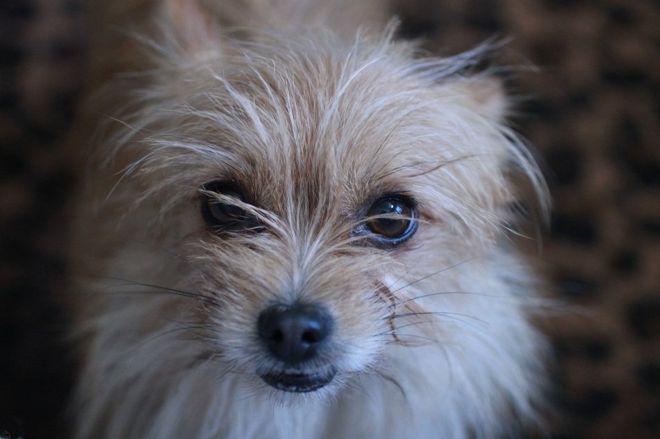 portrait of home terrier