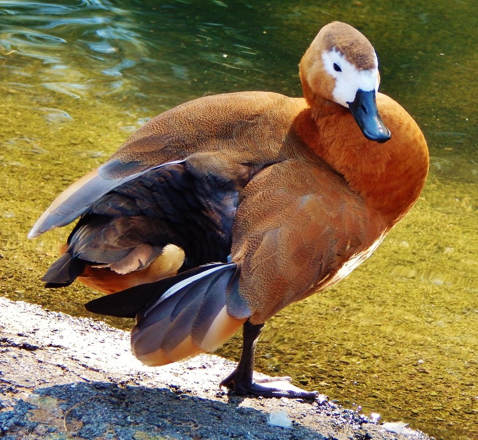 brown duck by the river
