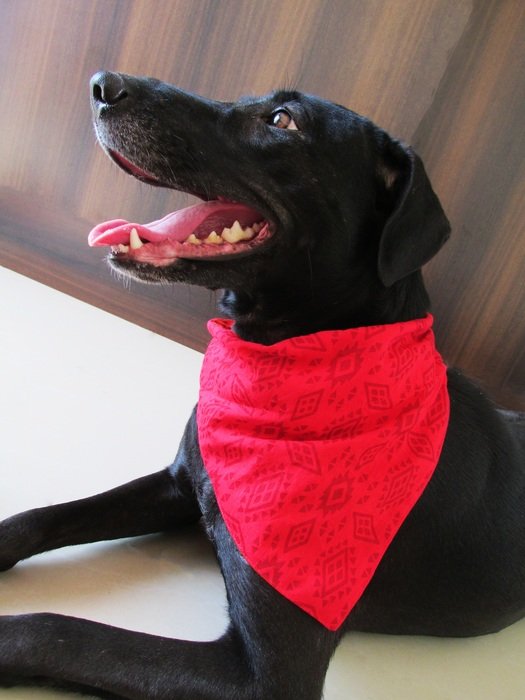black dog in bandanna