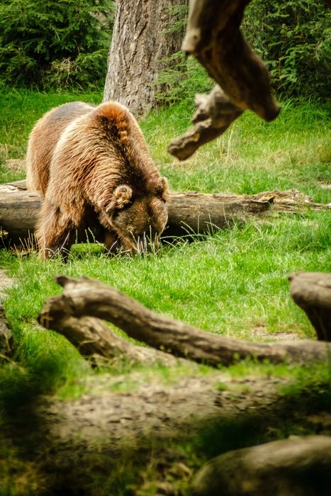 foraging brown bear
