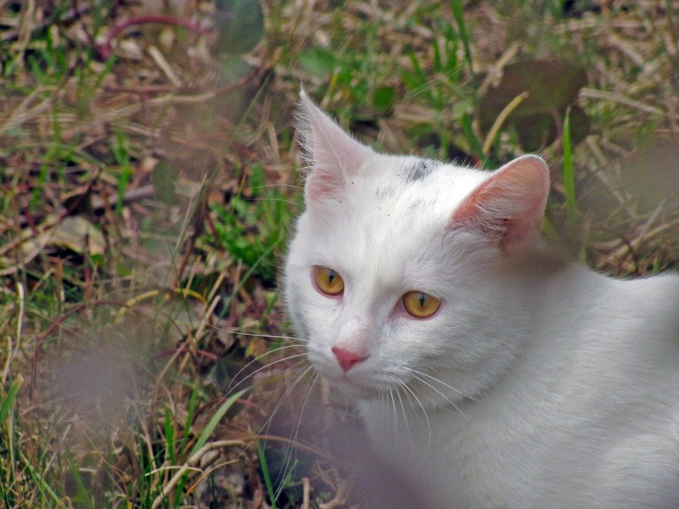 white car with yellow eyes