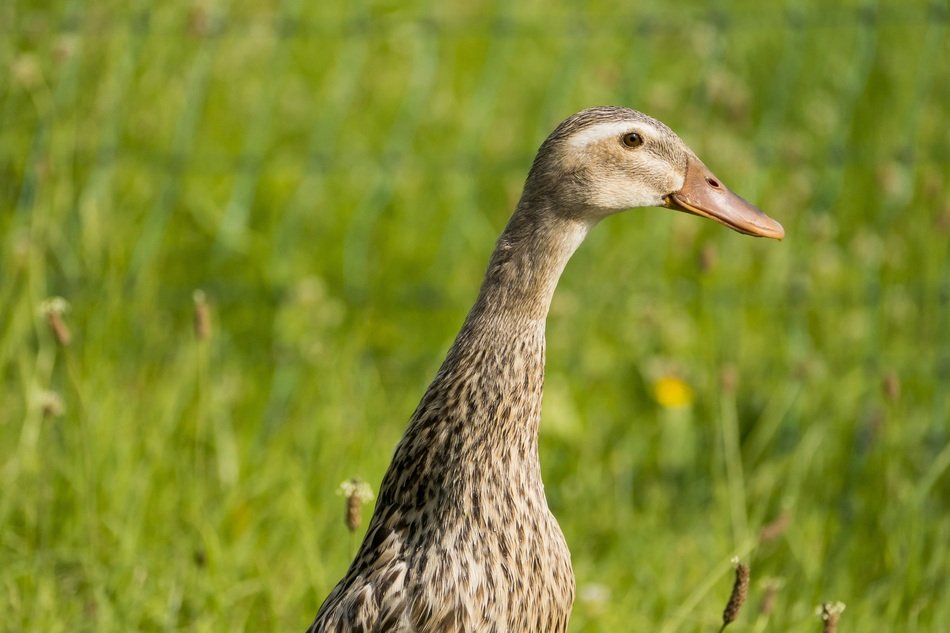 brown duck with elongated neck