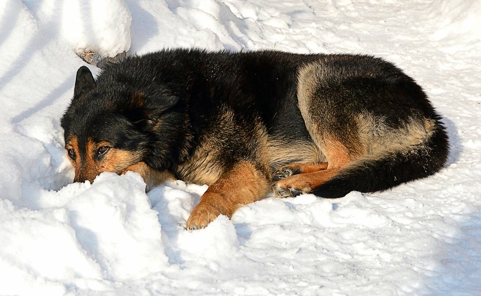 shepherd is sleeping in the snow in cold winter