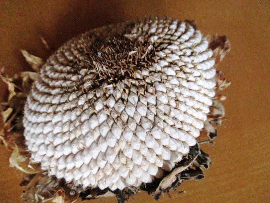 The Dried Flower Of The Sun