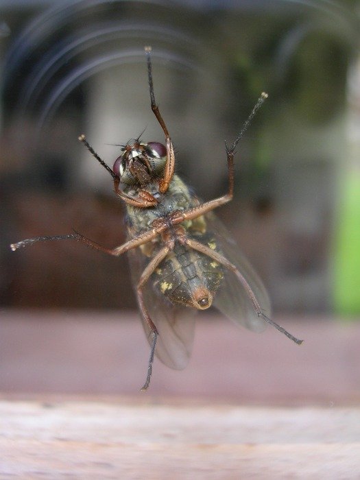brown fly with feelers