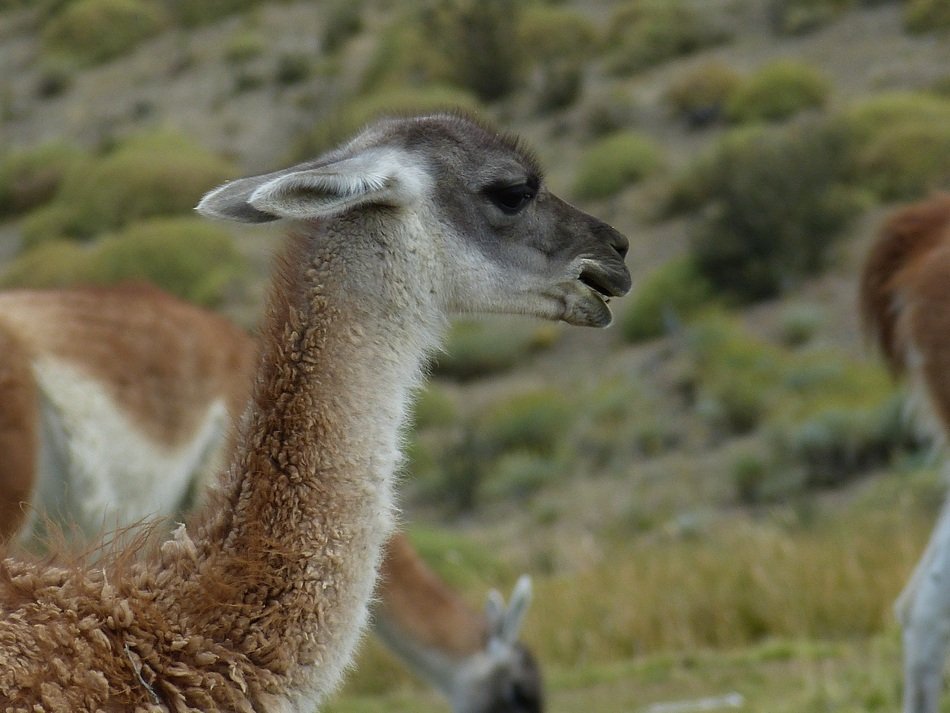 lama in chile