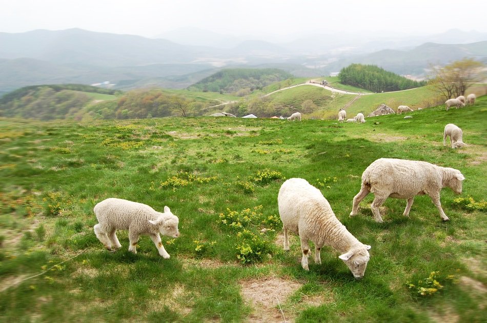 Beautiful and cute white sheeps at the Ranch pasturing on the beautiful landscape