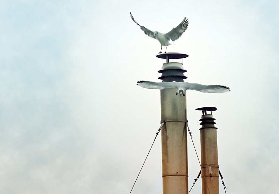 Picture of Seagulls in a flight
