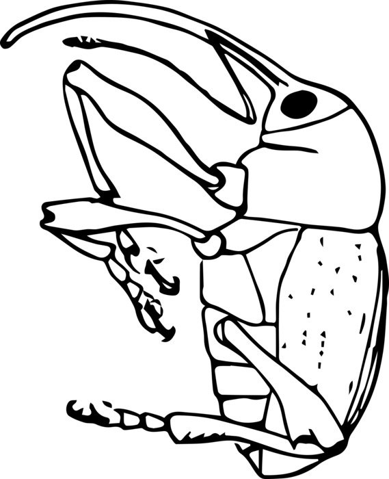 black and white graphic image of weevil in detail