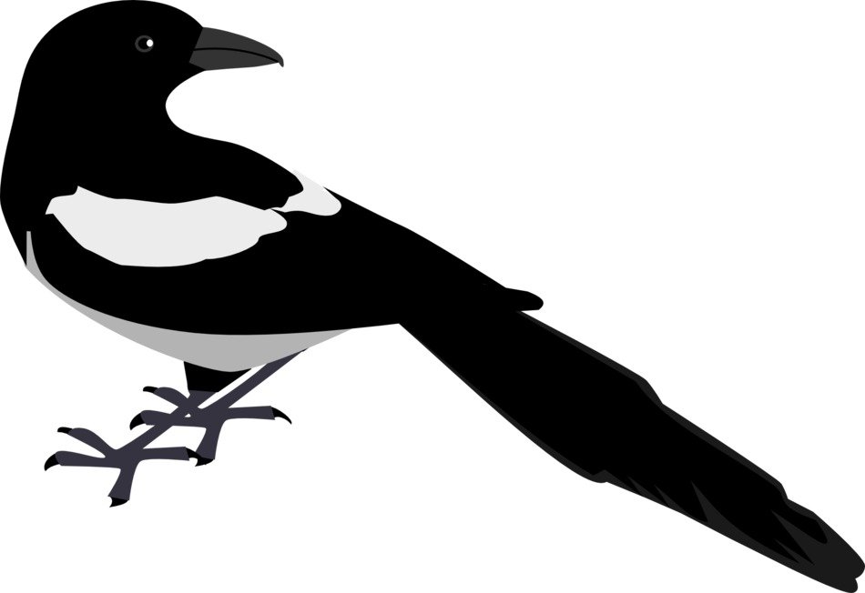 Dark bird