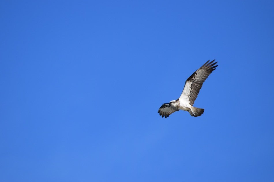 bird in habitat