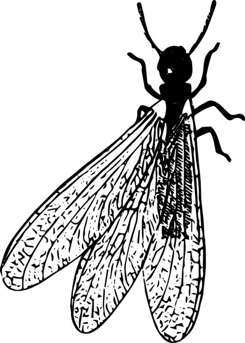 black and white drawing of an insect with transparent wings