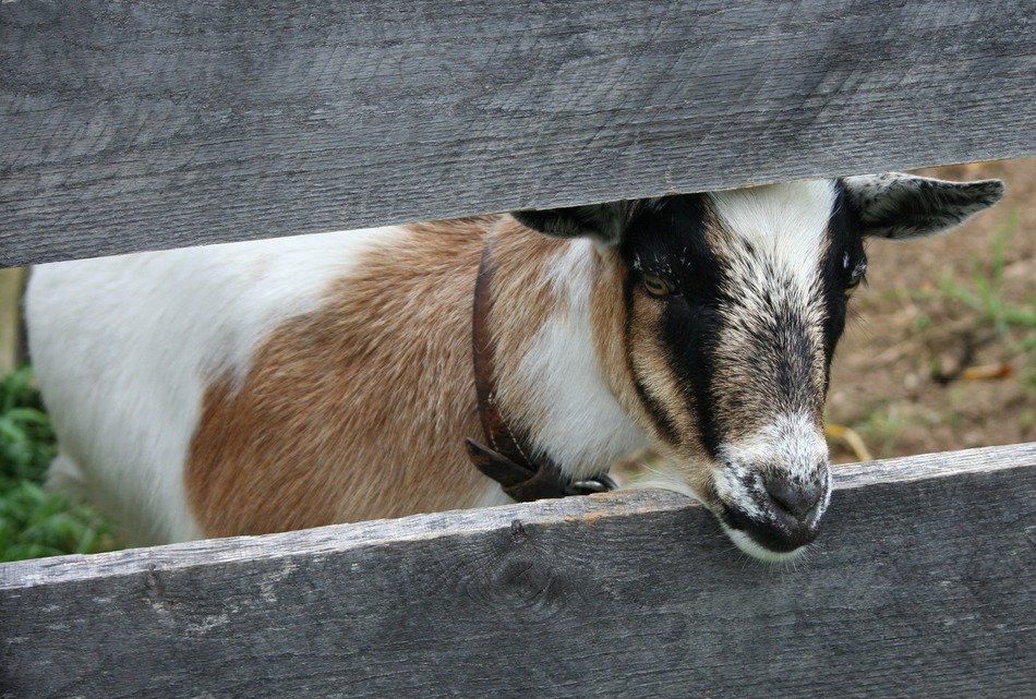 goat behind a wooden fence on a farm