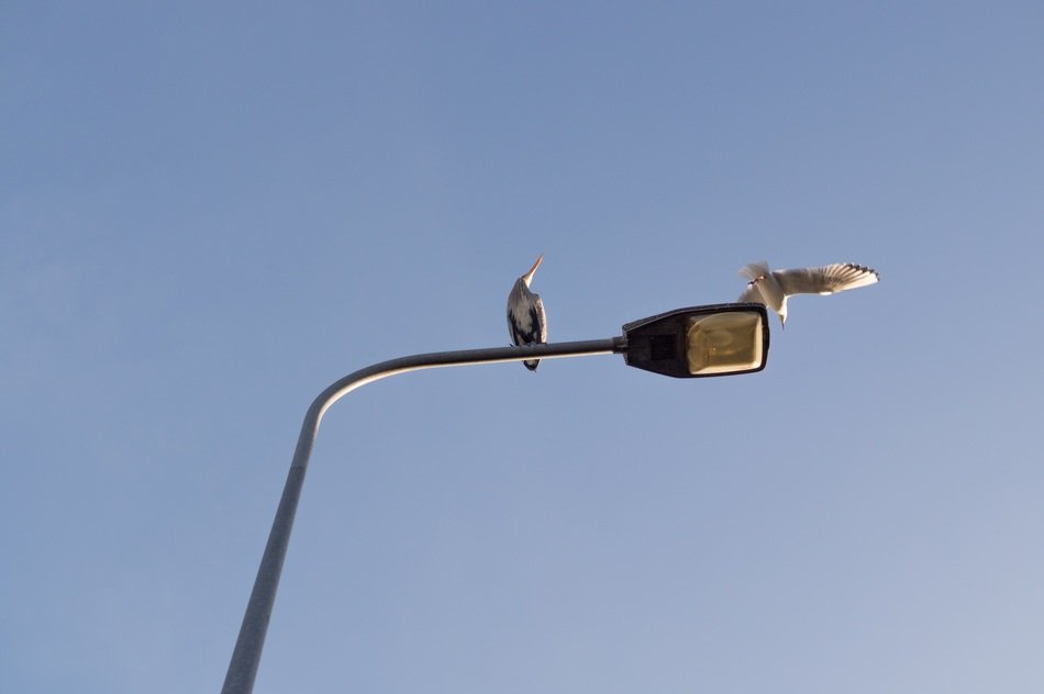 Heron on Lamp