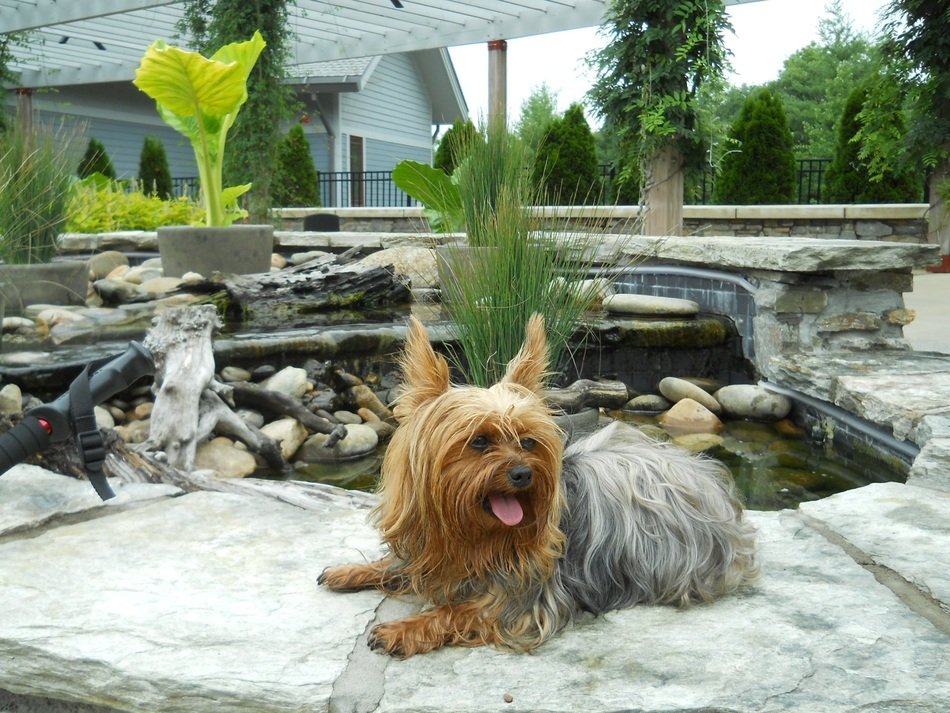 Beautiful and colorful Yorkshire Terrier on the stones near the fountain