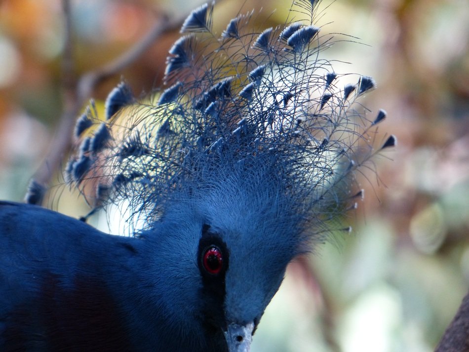 bluish victoria crowned pigeon