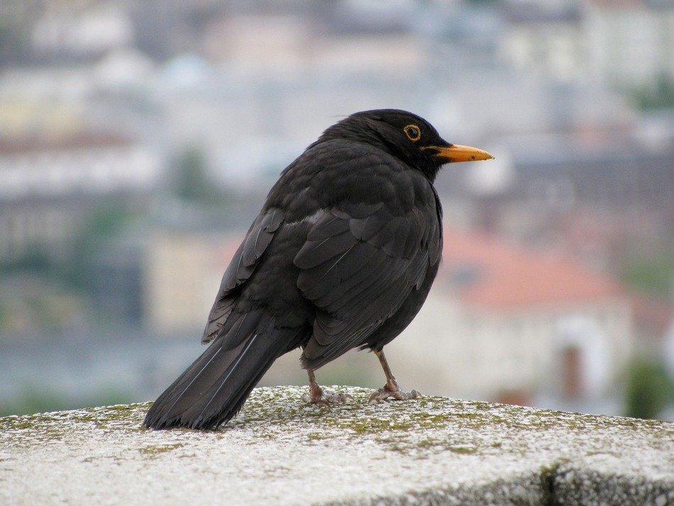 closeup picture of wonderful Thrush Black Bird