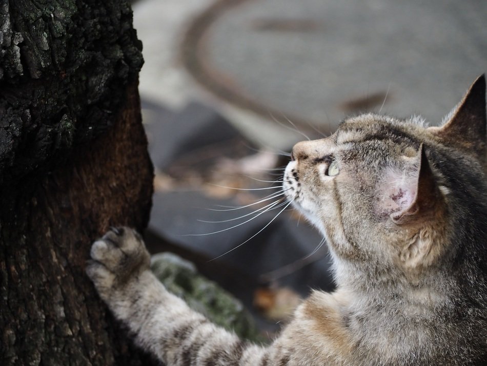 cat near a tree before hunting