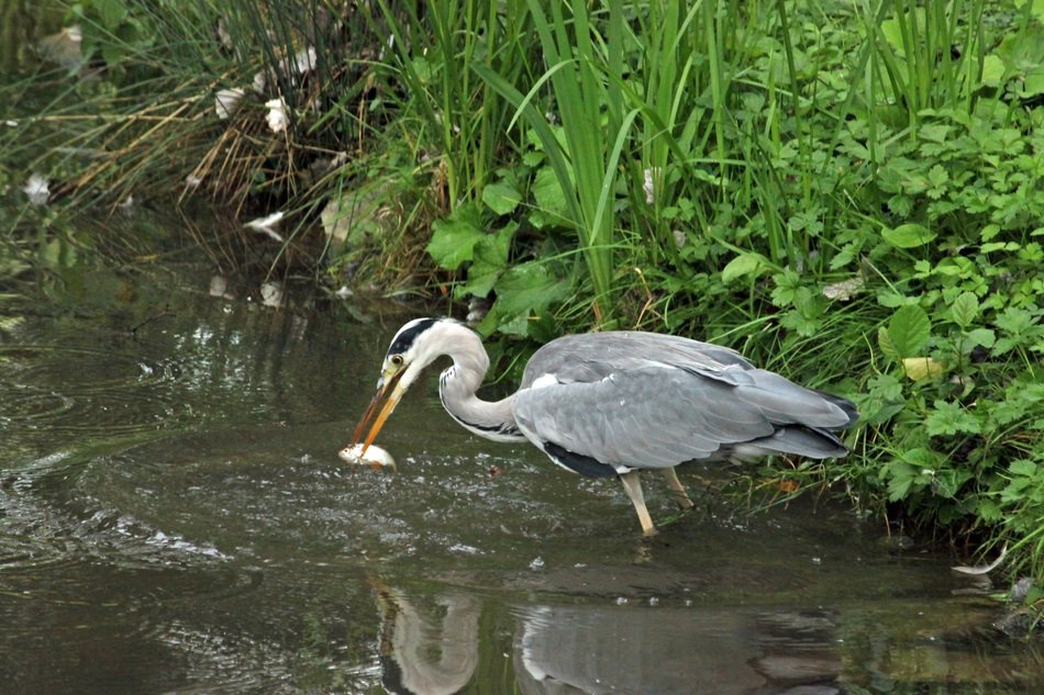 gray heron in the water near the green bush