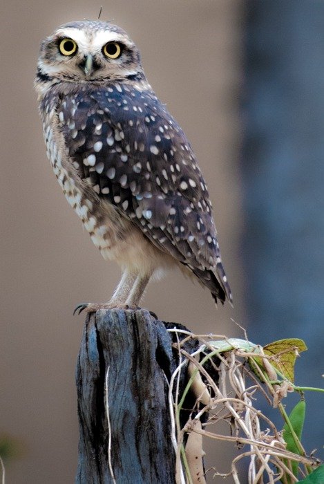 beautiful little phyllin bird